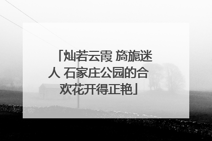 灿若云霞 旖旎迷人 石家庄公园的合欢花开得正艳