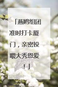 燕鸥组团准时打卡厦门，亲密投喂大秀恩爱！