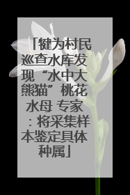 犍为村民巡查水库发现“水中大熊猫”桃花水母 专家：将采集样本鉴定具体种属