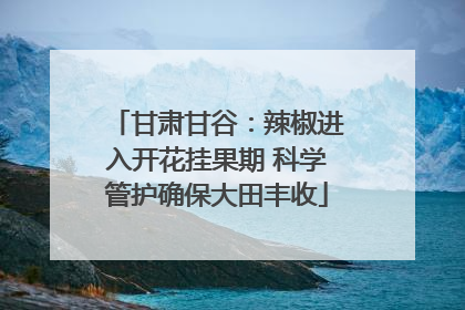 甘肃甘谷：辣椒进入开花挂果期 科学管护确保大田丰收