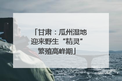 甘肃：瓜州湿地迎来野生“精灵”繁殖高峰期