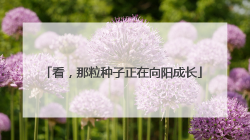 看，那粒种子正在向阳成长