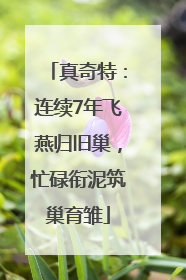 真奇特：连续7年飞燕归旧巢，忙碌衔泥筑巢育雏