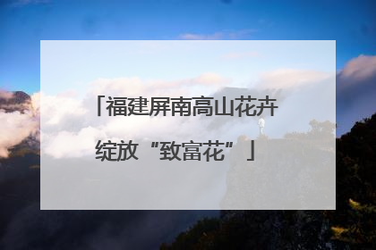 福建屏南高山花卉绽放“致富花”