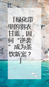 绿化带里的羽衣甘蓝，因何“逆袭”成为茶饮新宠？