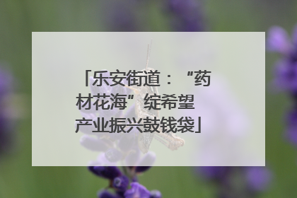 乐安街道：“药材花海”绽希望 产业振兴鼓钱袋