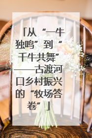 从“一牛独鸣”到“千牛共舞”——古渡河口乡村振兴的“牧场答卷”