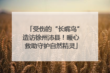 受伤的“长嘴鸟”造访徐州沛县！暖心救助守护自然精灵
