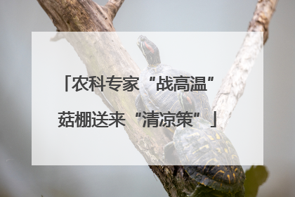 农科专家“战高温” 菇棚送来“清凉策”