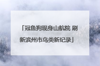 冠鱼狗现身山航院 刷新滨州市鸟类新纪录