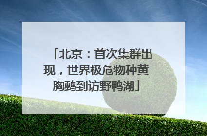 北京：首次集群出现，世界极危物种黄胸鹀到访野鸭湖