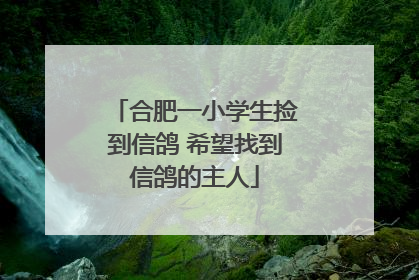 合肥一小学生捡到信鸽 希望找到信鸽的主人