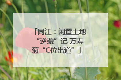 同江：闲置土地“逆袭”记 万寿菊“C位出道”