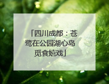 四川成都：苍鹭在公园湖心岛觅食嬉戏