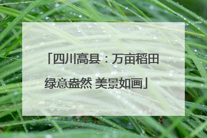 四川高县：万亩稻田绿意盎然 美景如画