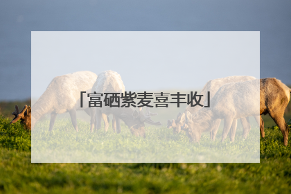 富硒紫麦喜丰收