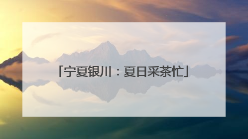 宁夏银川：夏日采茶忙