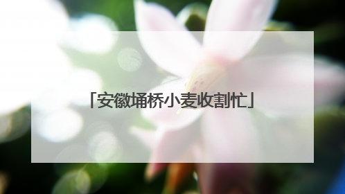 安徽埇桥小麦收割忙