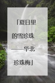 夏日里的雪珍珠——华北珍珠梅
