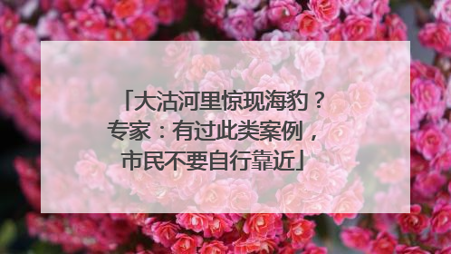 大沽河里惊现海豹？专家：有过此类案例，市民不要自行靠近