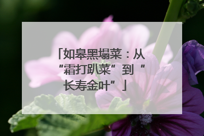 如皋黑塌菜：从“霜打趴菜”到“长寿金叶”