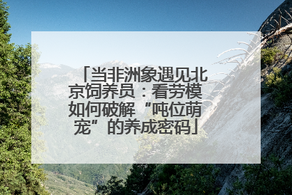 当非洲象遇见北京饲养员：看劳模如何破解“吨位萌宠”的养成密码