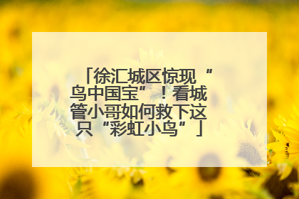 徐汇城区惊现“鸟中国宝”！看城管小哥如何救下这只“彩虹小鸟”