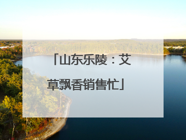山东乐陵：艾草飘香销售忙