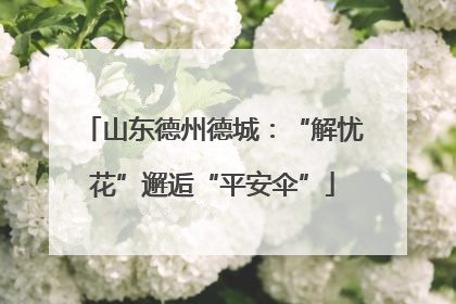 山东德州德城：“解忧花”邂逅“平安伞”
