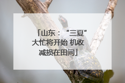 山东：“三夏”大忙将开始 机收减损在田间