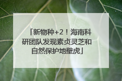 新物种+2！海南科研团队发现素贞灵芝和自然保护地壁虎