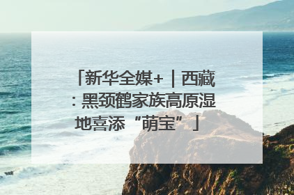 新华全媒+｜西藏：黑颈鹤家族高原湿地喜添“萌宝”