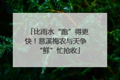 比雨水“跑”得更快！慈溪梅农与天争“鲜”忙抢收