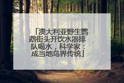 澳大利亚野生鹦鹉街头开饮水器排队喝水，科学家：成当地鸟界传统