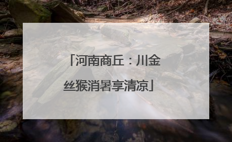 河南商丘：川金丝猴消暑享清凉