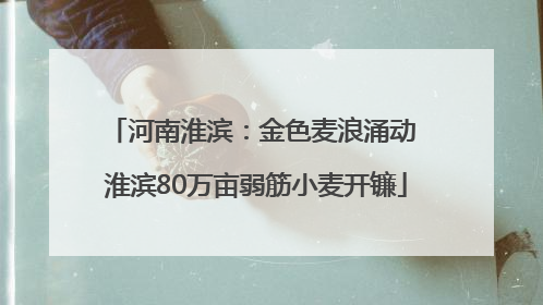 河南淮滨：金色麦浪涌动 淮滨80万亩弱筋小麦开镰