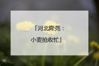 河北隆尧：小麦抢收忙