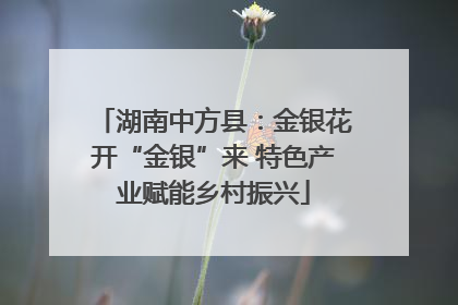 湖南中方县：金银花开“金银”来 特色产业赋能乡村振兴