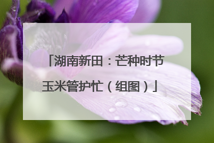 湖南新田：芒种时节玉米管护忙（组图）