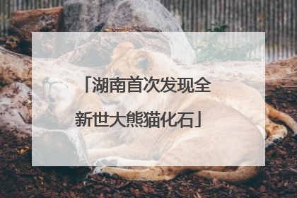 湖南首次发现全新世大熊猫化石