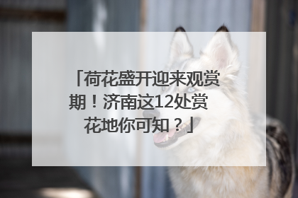 荷花盛开迎来观赏期！济南这12处赏花地你可知？