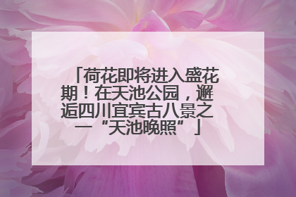 荷花即将进入盛花期！在天池公园，邂逅四川宜宾古八景之一“天池晚照”
