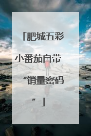 肥城五彩小番茄自带“销量密码”