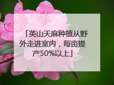 英山天麻种植从野外走进室内，每亩提产50%以上