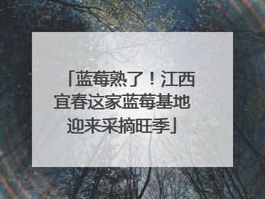 蓝莓熟了！江西宜春这家蓝莓基地迎来采摘旺季