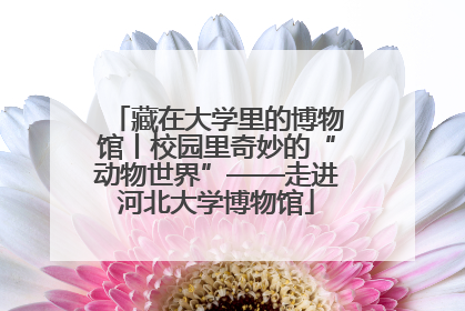 藏在大学里的博物馆丨校园里奇妙的“动物世界”——走进河北大学博物馆
