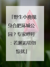 野生小麂现身合肥环城公园？专家呼吁：若邂逅切勿惊扰