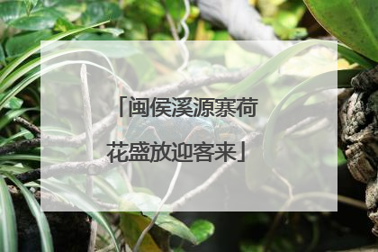 闽侯溪源寨荷花盛放迎客来