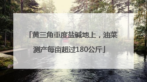 黄三角重度盐碱地上，油菜测产每亩超过180公斤