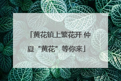 黄花镇上繁花开 仲夏“黄花”等你来